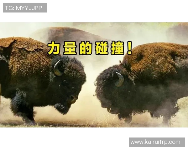 上海排球队的速度之谜:一场关于力量与技巧的巅峰对决